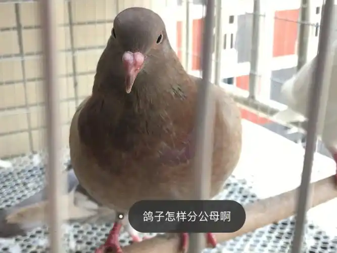 喂鸽子  求助贴,各位小红薯94鸽子怎么分公母啊,我这几只鸽子使公