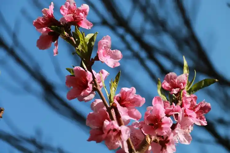 锦绣天第春天美景