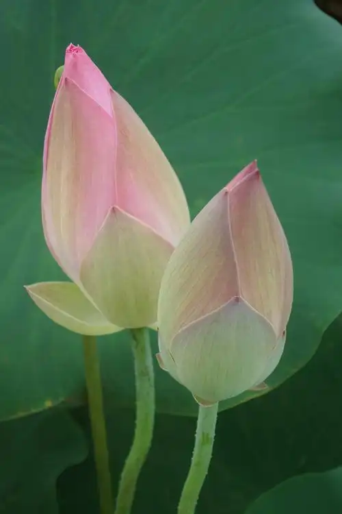 北京莲花池公园里盛开的荷花.各种睡莲很美.2018-8-1