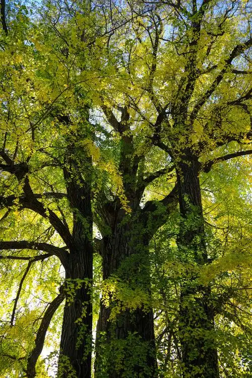 潭柘寺帝王银杏树