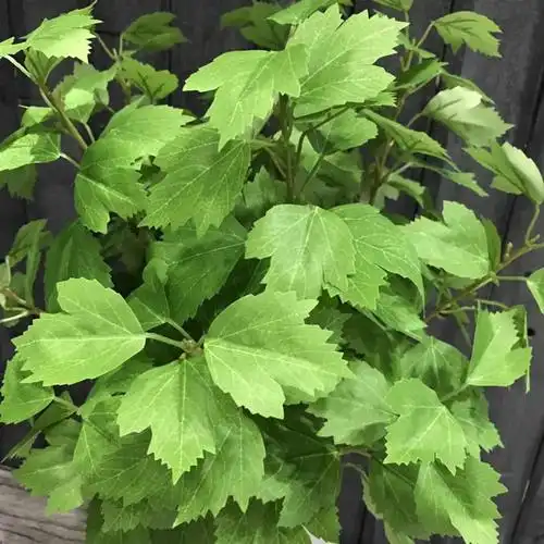 仿真木槿叶单支长杆三叉叶插花摆放新款绿植浅绿色假树叶婚庆装饰