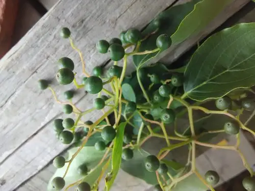 请教各位大虾,这到底是什么树的果实呢?