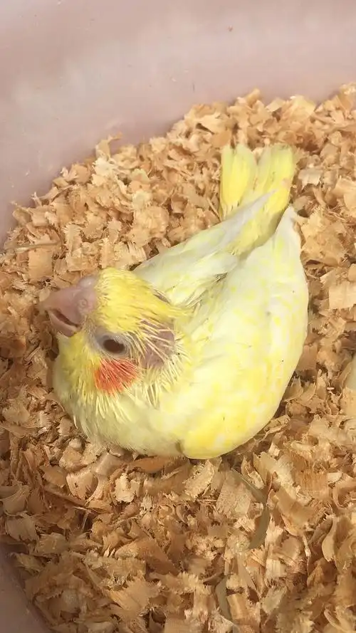 黄化珍珠玄凤鹦鹉可以放飞盘飞教说话吹口哨