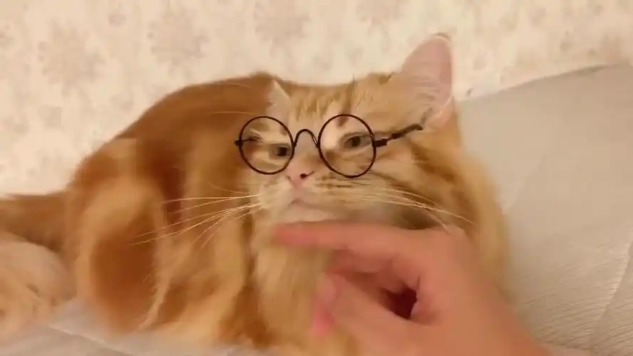 戴眼镜的猫,居然从猫身上感觉到了苏感