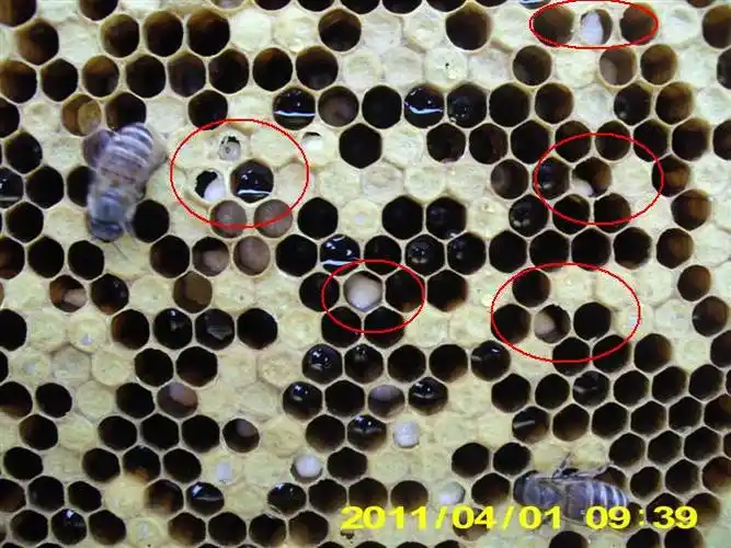 中蜂囊状幼虫病(图片教材) - 中蜂病害防治 - 中蜂网 - powered by