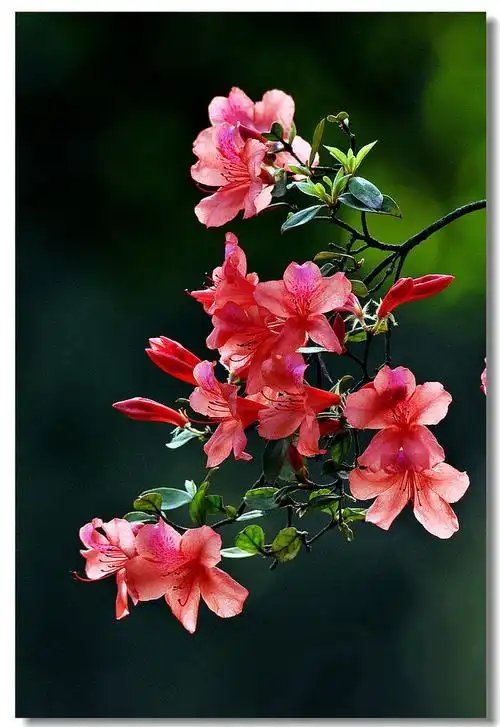 三月杜鹃花似火