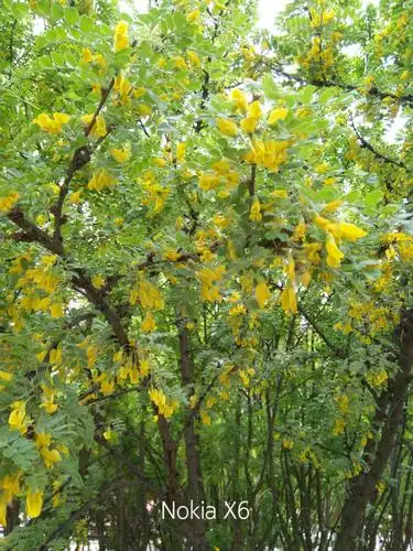 树锦鸡儿(5月17日街心广场公园)