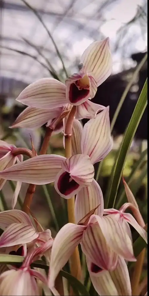 包邮当年开花名品兰花苗莲瓣兰心心相印阳台客厅庭院绿植花卉盆景