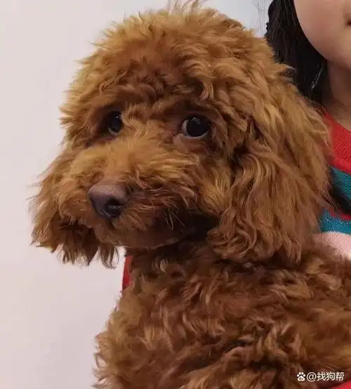 北京市朝阳区1000寻找棕色泰迪犬