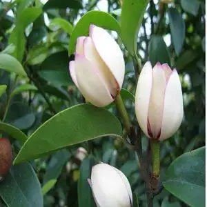 含笑花苗 含笑花 含笑树苗 含笑盆栽3年带花苞比白兰香含笑花树苗耐寒