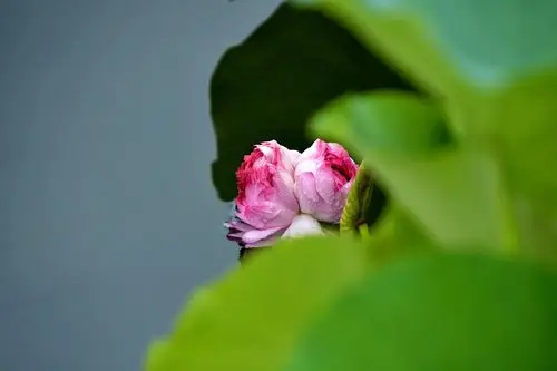 并蒂莲开吉祥来