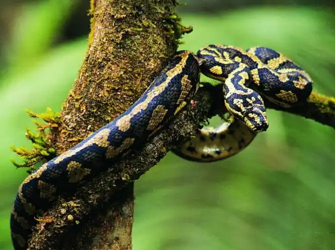 周公解梦 梦见蛇(梦见蛇是什么预兆)