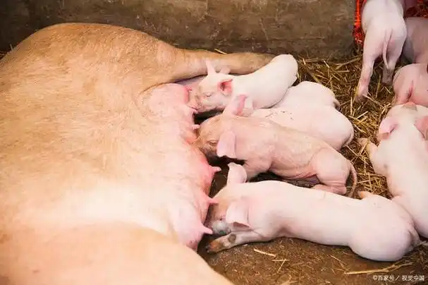 母猪下崽后奶水不足怎么办?这些方法或许能帮到你