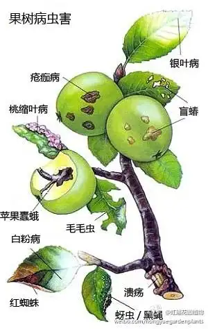 花卉病虫害图谱
