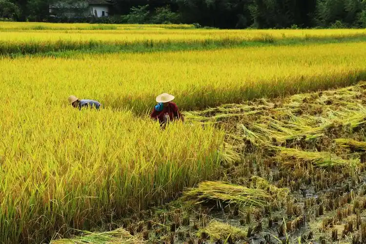 金色稻谷收割图