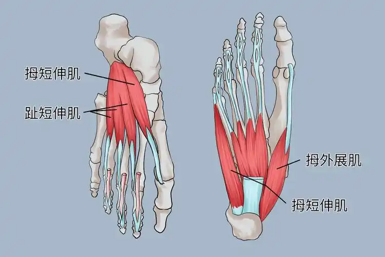 足部肌肉通常分为足外肌和足内肌,足外肌主要是指小腿肌肉,分为前,后
