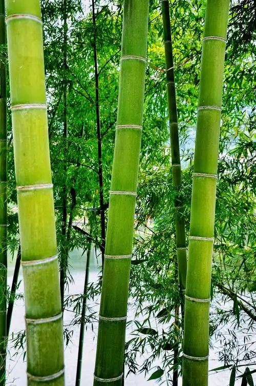 竹子- 稻子9 - 图虫