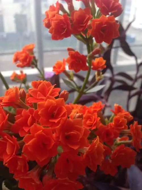 长寿花!花红似火!