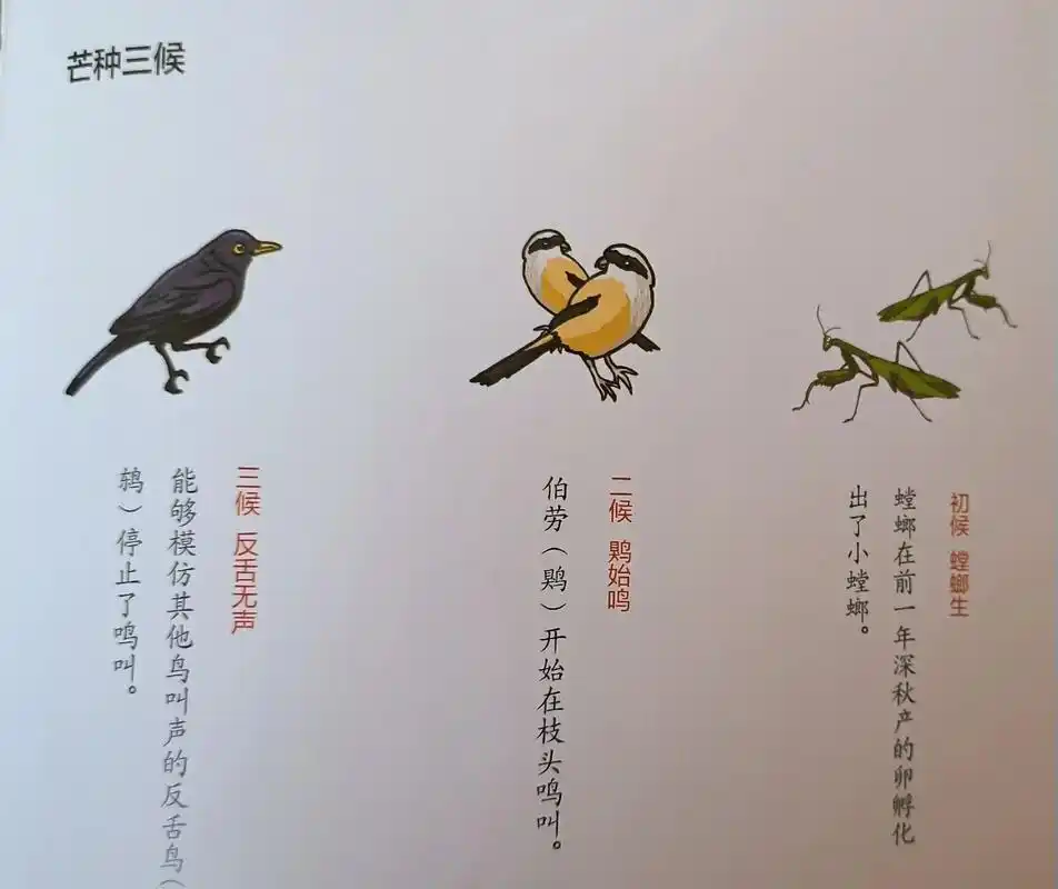 今日芒种.芒种节气,也是收麦(有芒的作物)插秧的时节,且恰逢 - 抖音