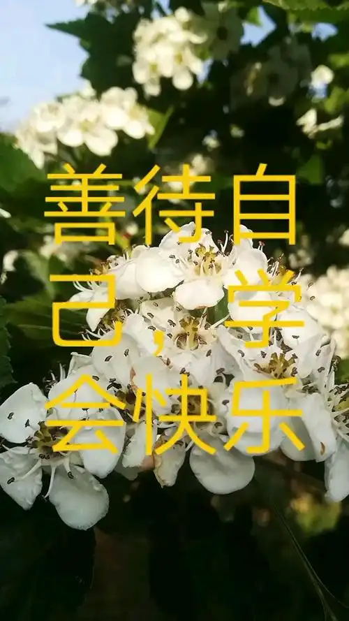 善待自己学会快乐社会很现实面对生活享受生活