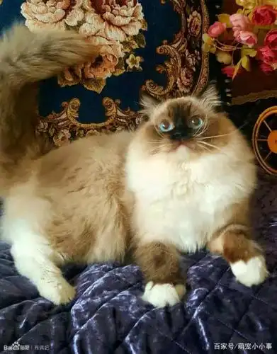 如何挑选布偶猫,你需要注意些什么?