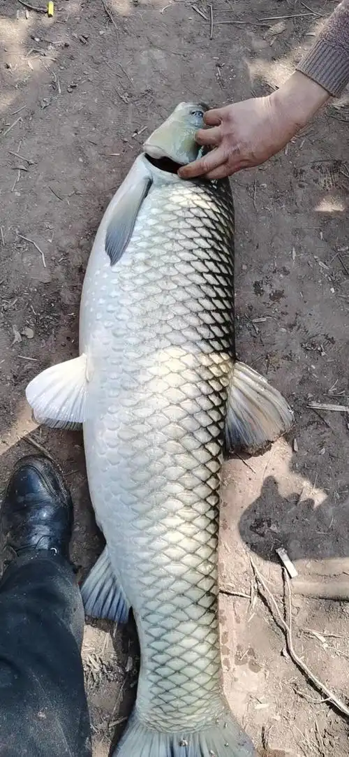 水库大鱼也算是够大了的巴