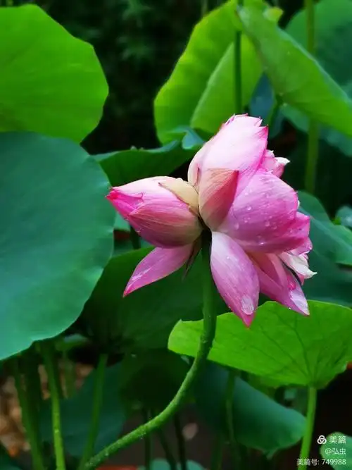 并蒂莲——幸福美好的象征