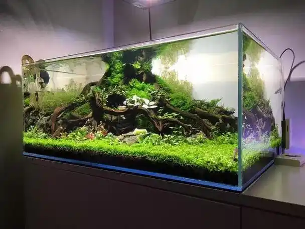 90水草造景缸布景教程