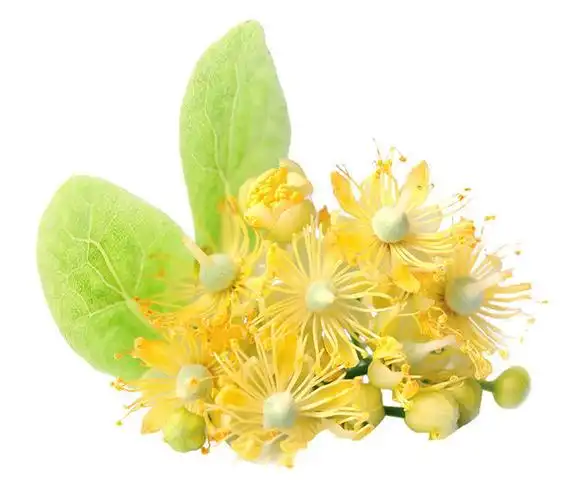 黄色的椴树花鲜花图片素材