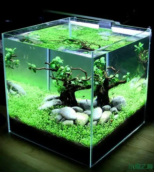 【千寻杯造景比赛 小缸组】:《守望》