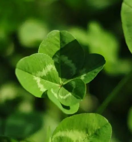 送出幸运草,好运常伴你