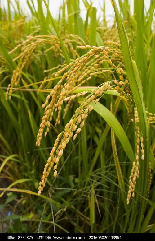成熟的水稻高清图片下载_红动网