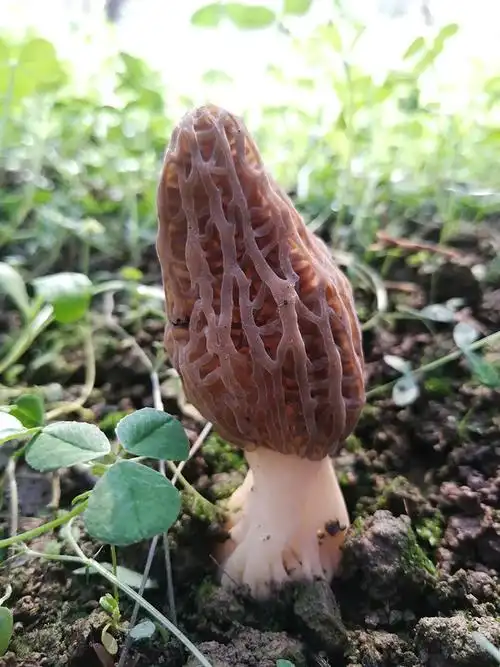 新鲜羊肚菌云南特产500g羊肚菇鲜货煲汤食材蘑菇非干货菌菇炖汤