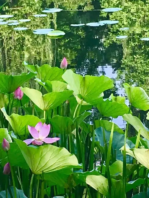 我爱大自然!我爱花与风景的美!