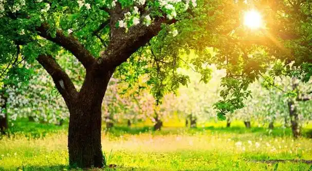 太阳光温暖,清新,自然.