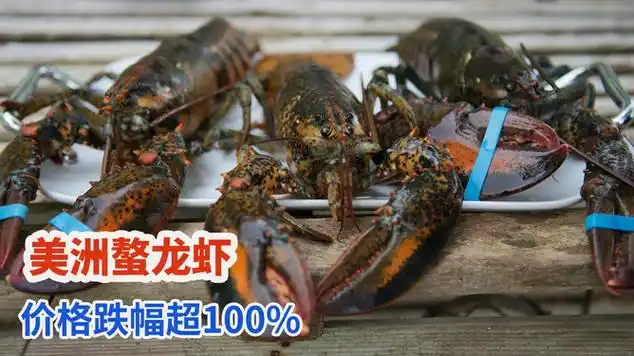 美洲螯龙虾价格跌幅超100%以上,加拿大龙虾产量大幅增多|小龙虾|螃蟹