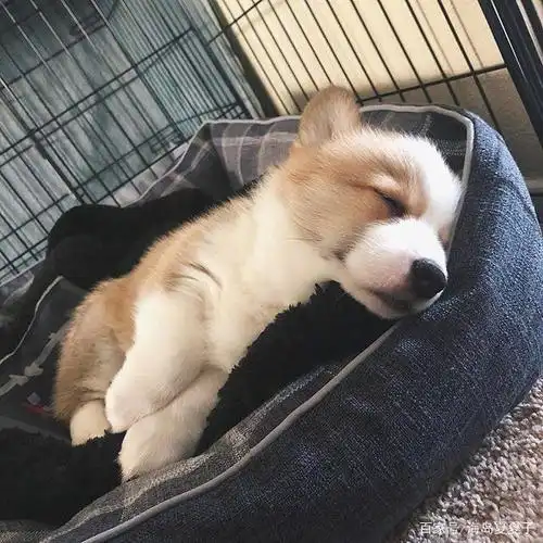 狗子小时候都是爱睡觉的小宝宝呀