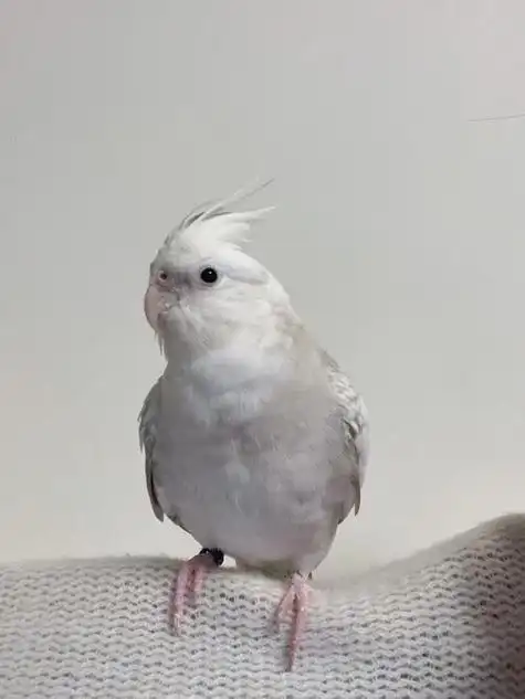 珍珠玄凤鹦鹉怎么样(珍珠玄凤鹦鹉品种图片)