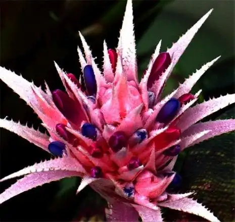 [转载]珍稀奇异的花卉_五柳先生_新浪博客