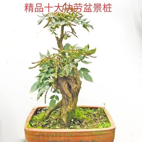 十大功劳十大功劳盆景十大功劳精品盆景桩十大功劳下山桩绿植盆景