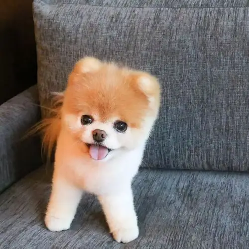 全世界最可爱的狗狗回汪星了谢谢你曾经来过