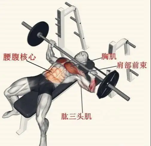 卧推100公斤,在健身房属于什么训练水平?|杠铃|胸肌|训练者_网易订阅