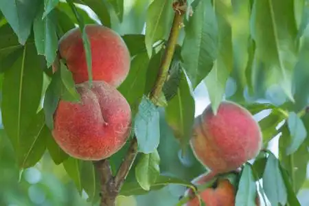 桃树生长jpg格式-桃树生长jpg图片-桃树生长jpg下载-摄图网