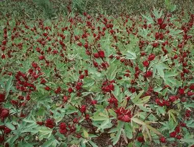 如何种植洛神花