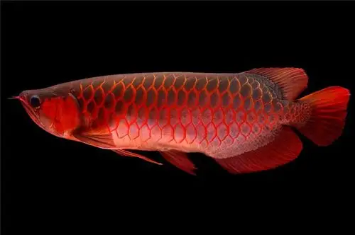 有三个主色调的金龙鱼,实为濒危物种,曾一条拍到10万美元?|观赏鱼_网