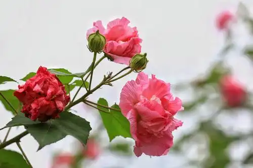 娇柔妩媚的芙蓉花