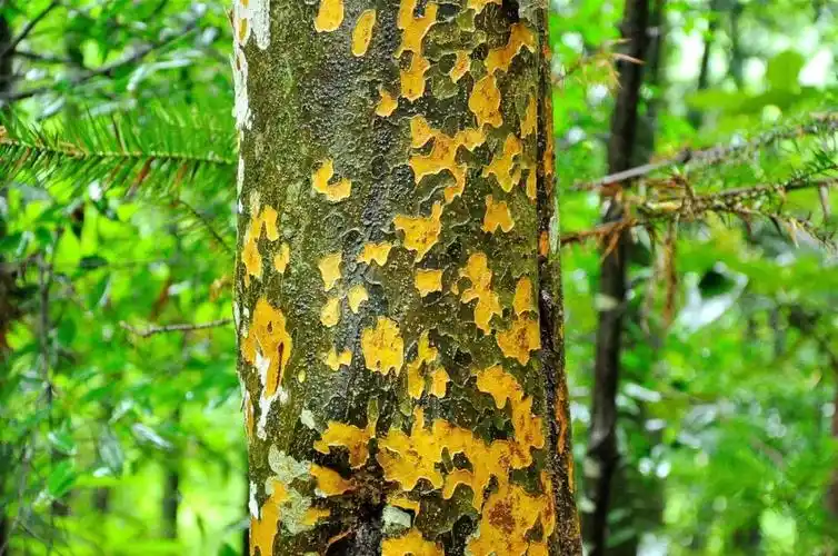 美丽中国相册树皮之美艳若云裳