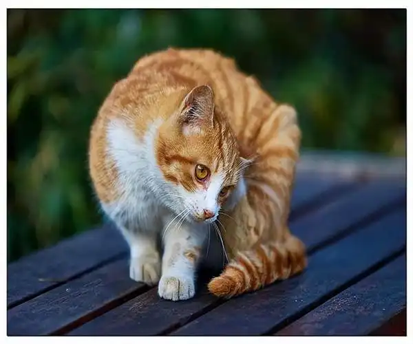 黄狸猫,其实就是毛发颜色为黄色的狸花猫.