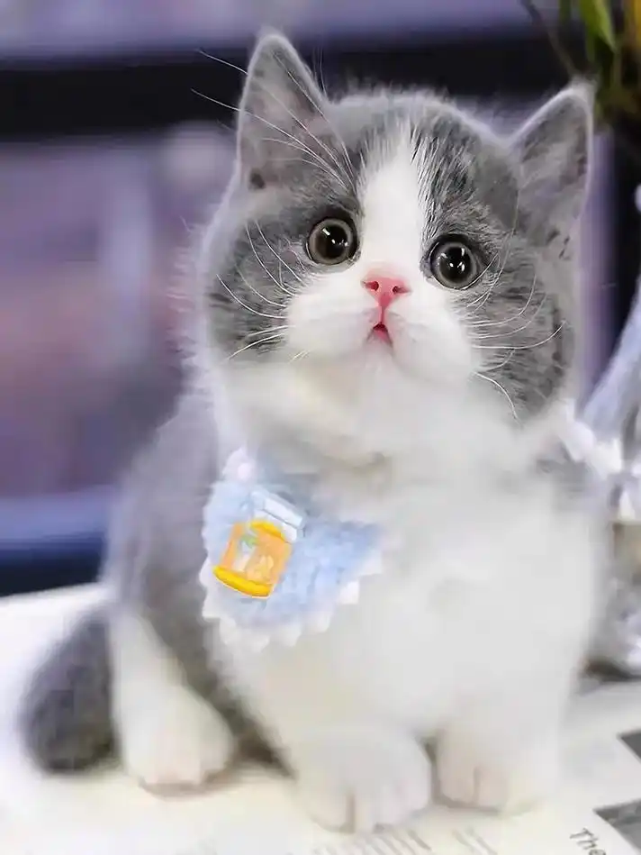 750_1000竖版 竖屏