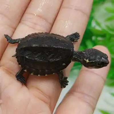宠物麝香活体深水迷你观赏剃刀龟功效与作用/价格/好